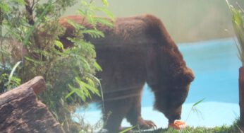 Com altas temperaturas e baixa umidade em Goiânia, animais do Zoológico ganham picolés de fruta e carne