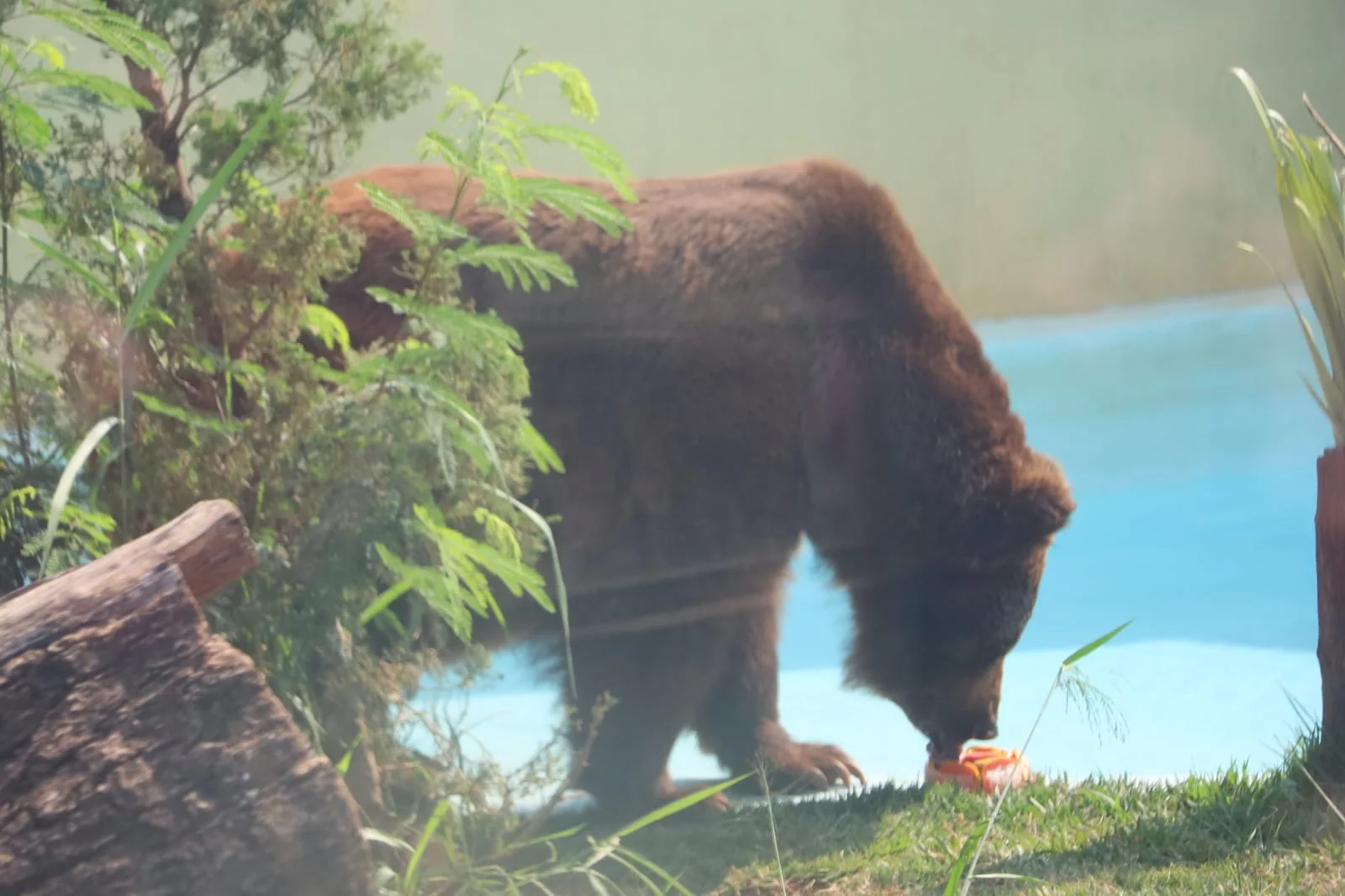 Com altas temperaturas e baixa umidade em Goiânia, animais do Zoológico ganham picolés de fruta e carne