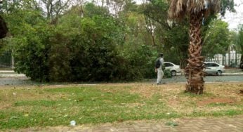 Tempestade de Poeira? Rajadas de vento assustam moradores de Goiânia e Aparecida