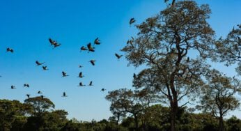 Não é só o Araguaia: Seca histórica no Pantanal provoca maior vazante em 121 anos