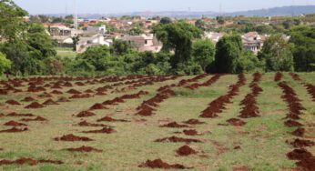 Ação da prefeitura pode colocar Goiânia no Guinness Book como a mais arborizada do mundo