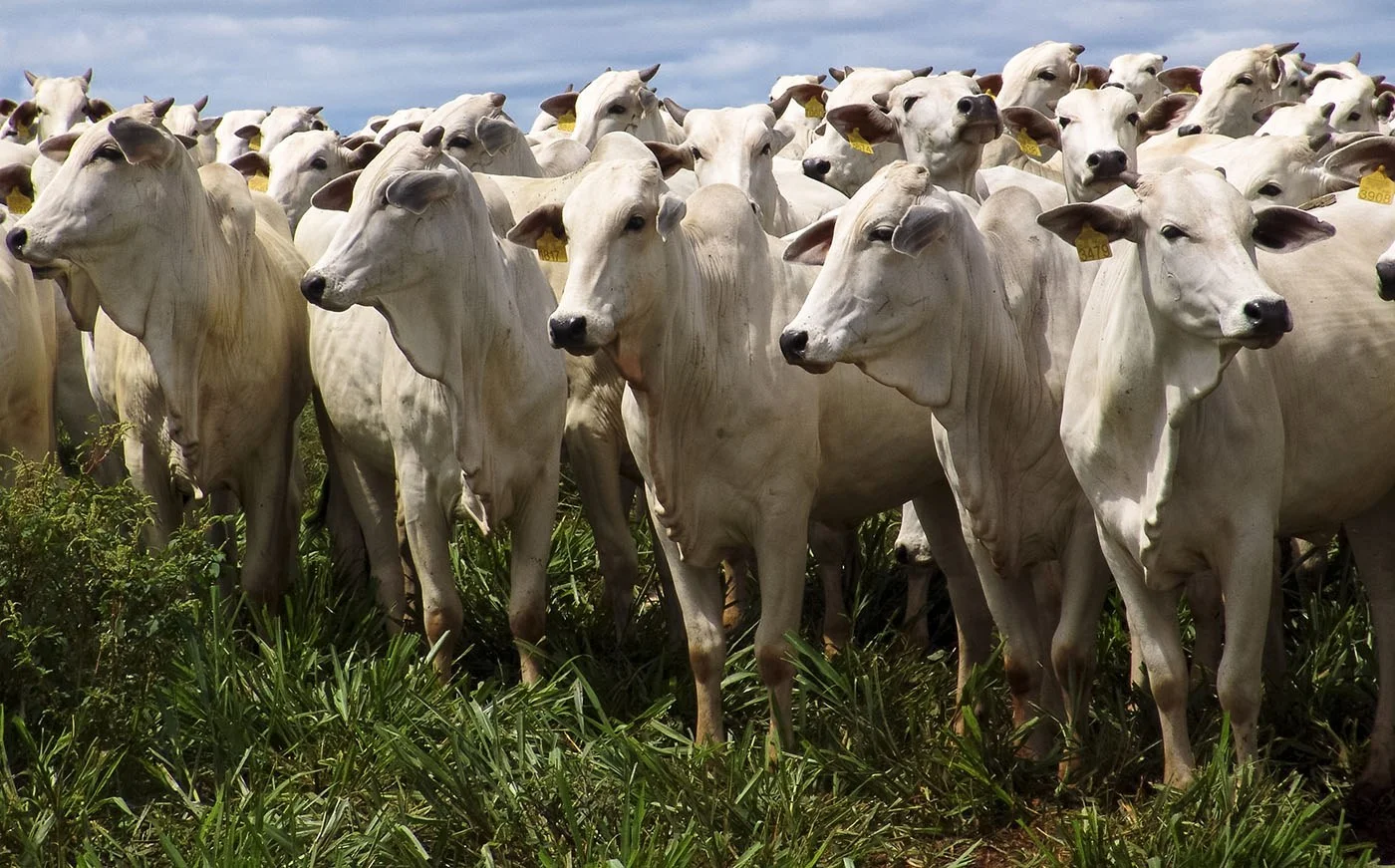 Governo de Goiás propõe criação de fundo de financiamento para produtores de leite