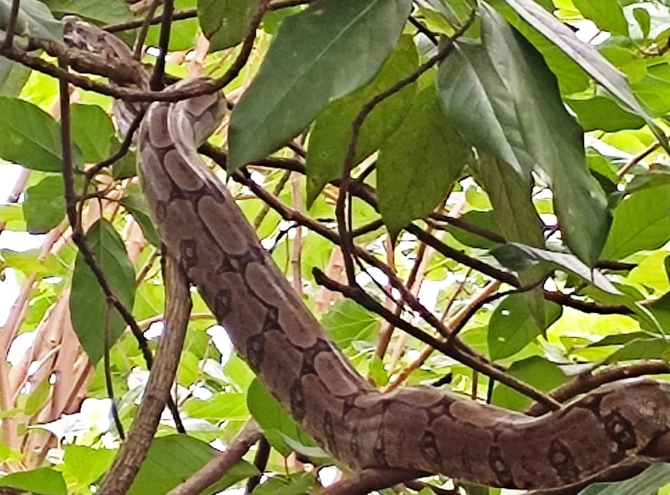 Jiboia de 1,60m é encontrada por moradores em condomínio de Goiânia