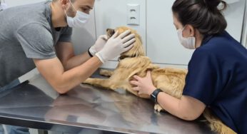 Prefeitura retoma edital de contratação de OS para atendimento no Hospital Veterinário