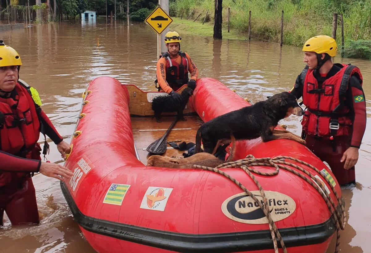 Cães ficam ilhados por água de chuva e são resgatados pelos bombeiros, no setor Novo Mundo, em Goiânia