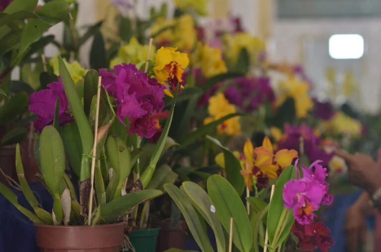 Aparecida sediará exposição de Orquídeas em março