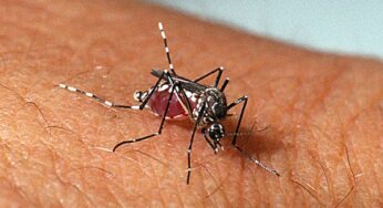 Anvisa aprova nova vacina contra a dengue para o público entre 4 e 60 anos