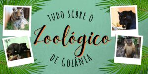 Sobre um fundo verde, há quatro fotos simulando polaroides, sendo duas à direita e duas à esquerda. Nelas, estão animais como macaco, tigre, puma. Ao centro, se lê: Tudo sobre o Zoológico de Goiânia