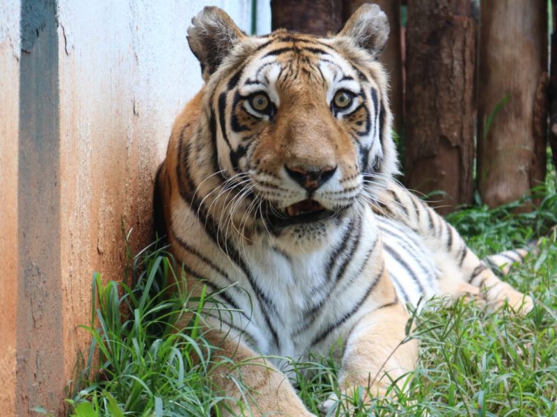 Tigre no Zoológico de Goiânia