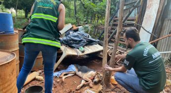 Nova Lei em Goiás responsabiliza criminosos por despesas veterinárias em casos de maus-tratos a animais