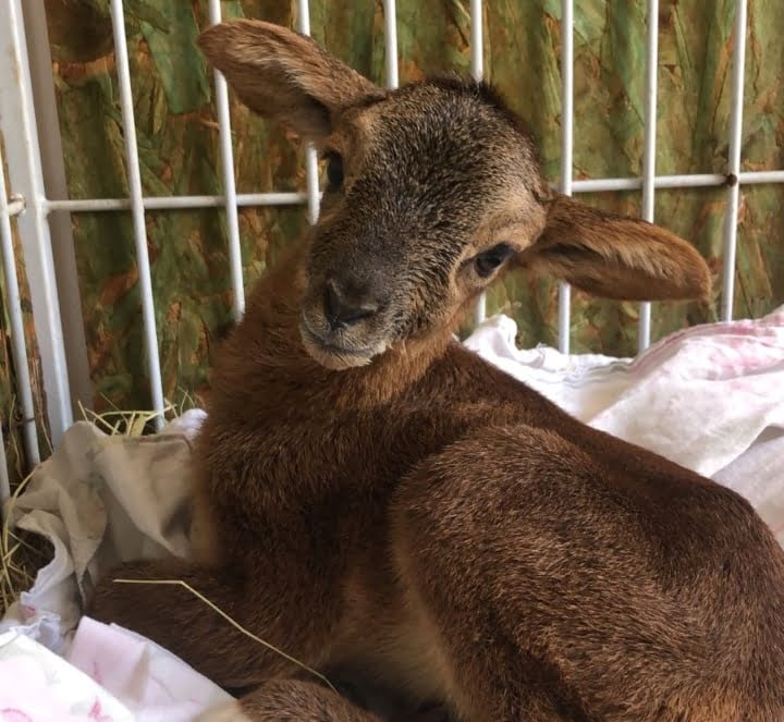 Zoológico de Goiânia escolhe Bolacha como nome do recém-chegado filhote de mouflon