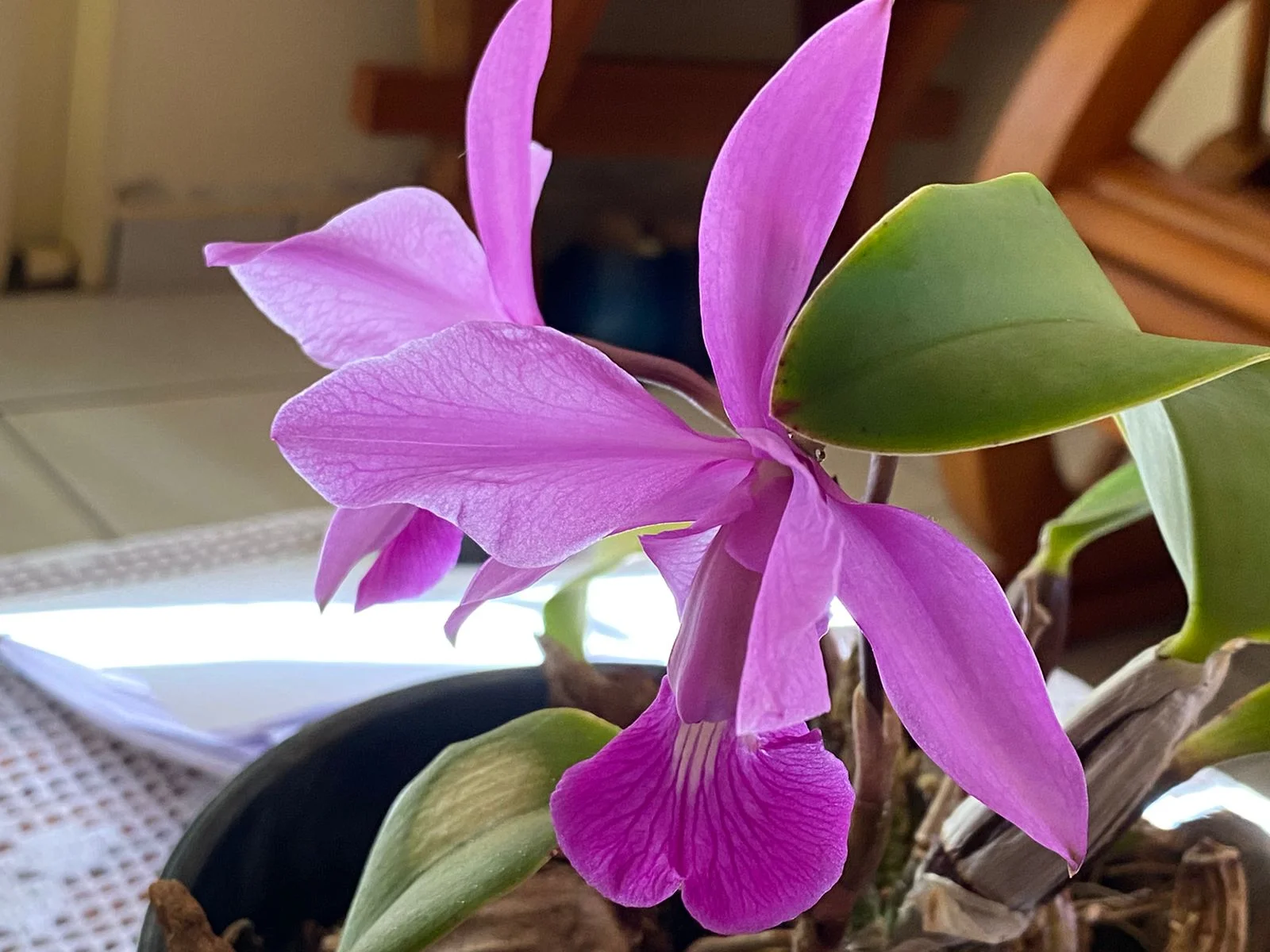 Aparecida promove exposição de Orquídeas e Rosas do Deserto