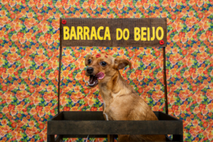 Arraiá para cães será neste sábado, dia 18 de junho (Foto divulgação).