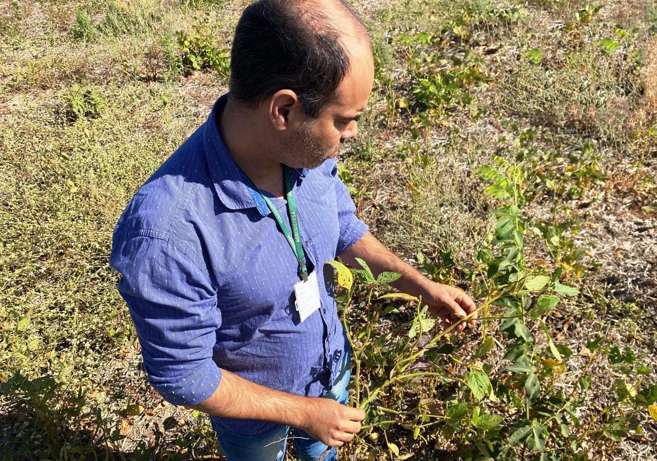 Agrodefesa intensifica ações para garantir o cumprimento do vazio sanitário da soja