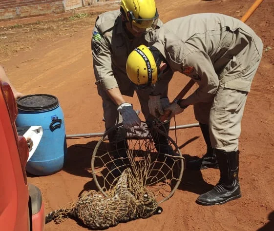 Bombeiros capturam onça jaguatirica em quintal de casa, em Goianira