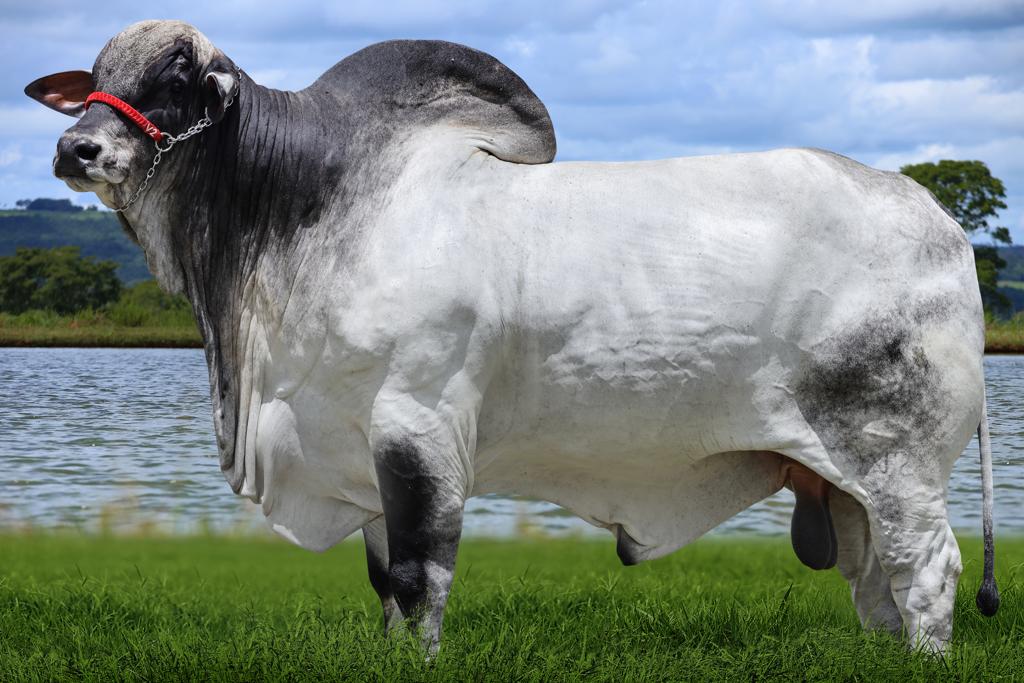 ADELIO da Louz está entre os animais de elite em exposição (Foto divulgação).