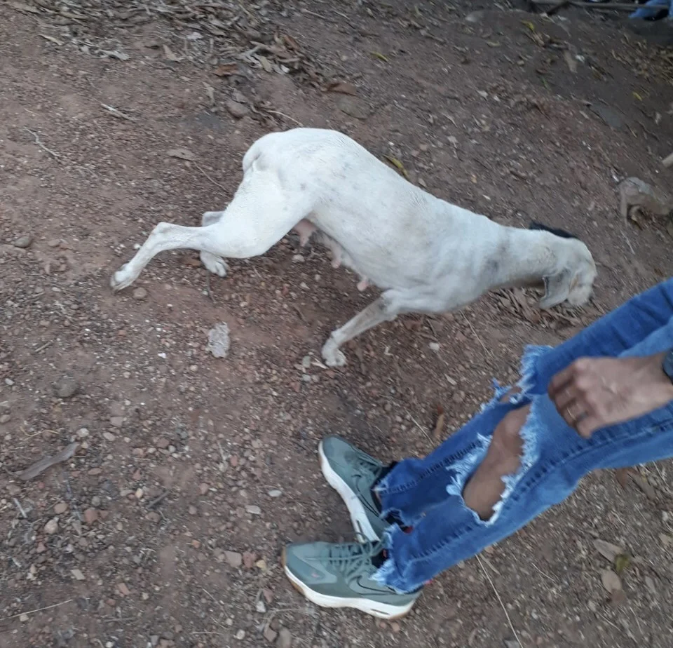 Preso suspeito de matar animais domésticos para comer, em Aparecida