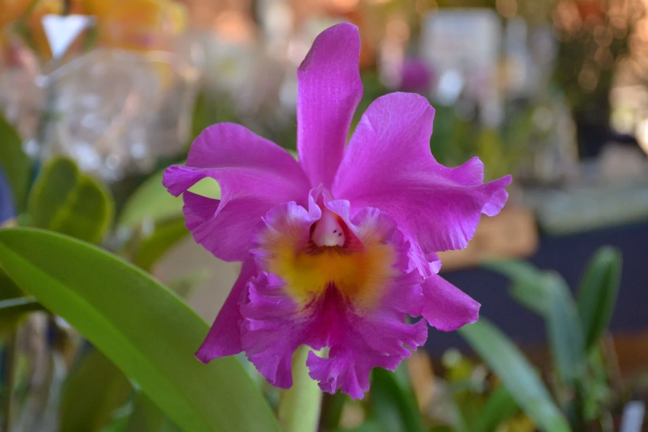 Aparecida realiza exposição de orquídeas, rosas do deserto e cactos de 5 a 7 de agosto