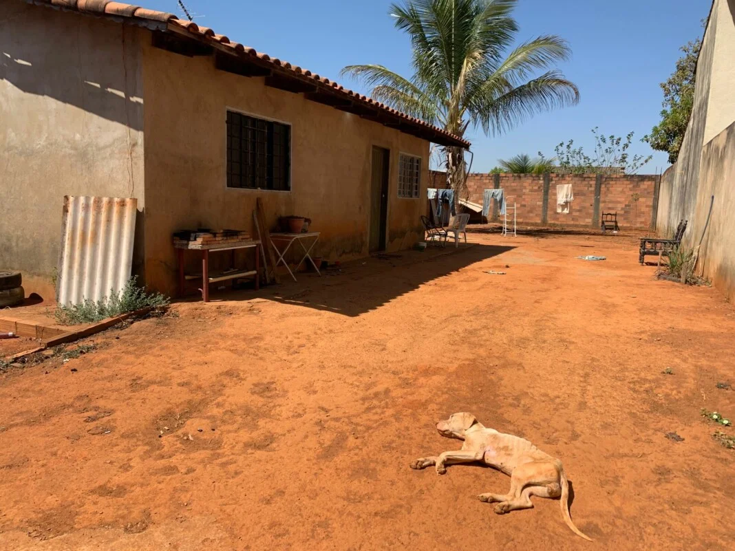 Cadela abandonada trancada e sem comida é resgatada, em Goiânia