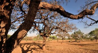 JBS, Marfrig e Minerva concentraram desmatamento no Cerrado, diz relatório que circulou na COP27