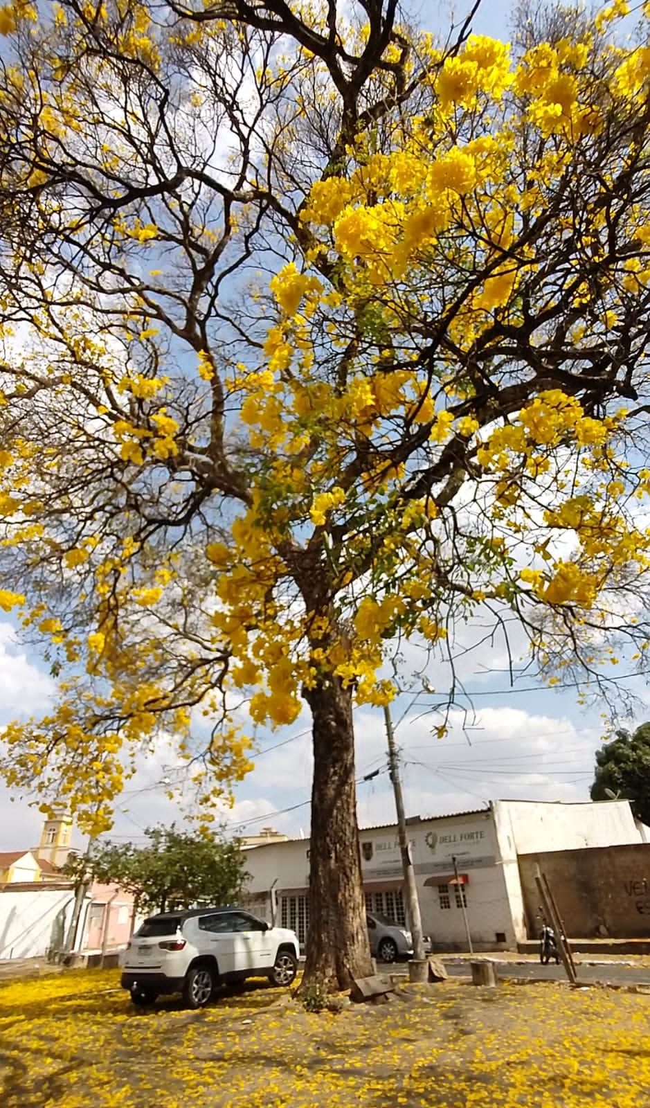 Ipê patrimônio histórico