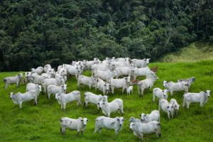 rebanho bovino Goiás