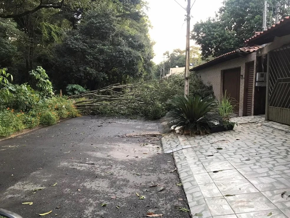 Fortes chuvas derrubam 78 árvores em Goiânia