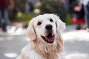 Finotrato lança nova opção de alimentos super premium para cães (Foto divulgação).