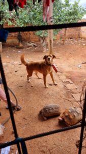 animais resgatados em Goiânia. Foto: Polícia Civil