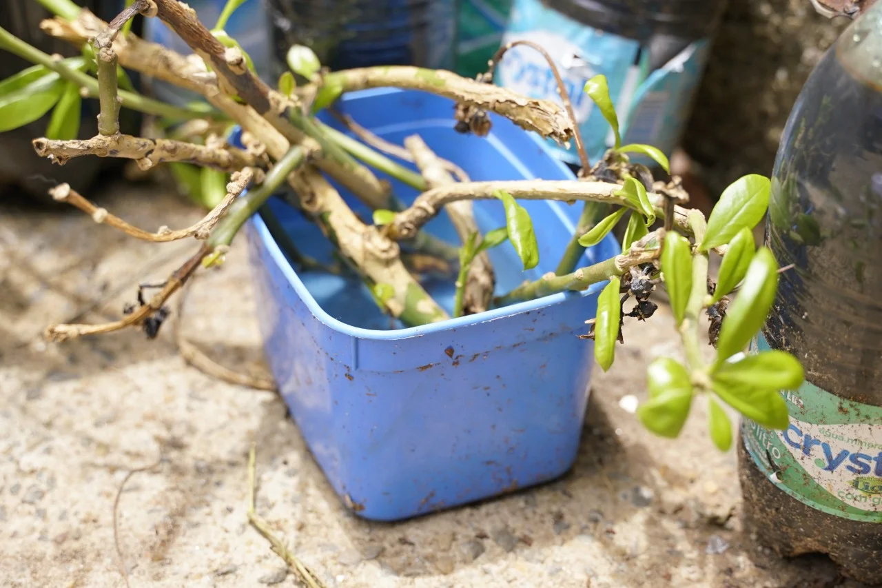 Governo de Goiás alerta sobre Aedes aegypti em casas fechadas durante férias