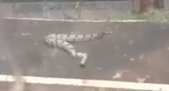 Cobra jiboia é flagrada ”passeando” na pista de caminhada do Parque Flamboyant, em Goiânia