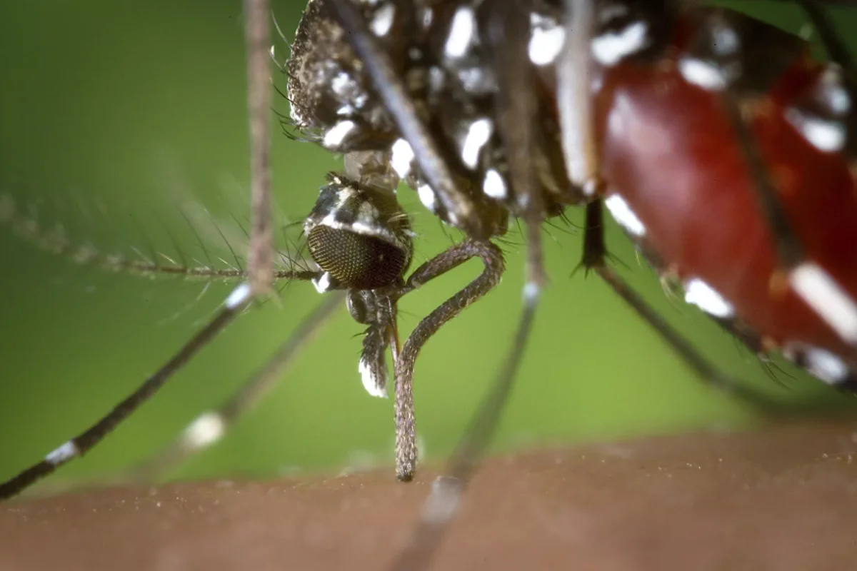 Cuidado com dengue: confira as cidades goianas com maior risco de infestação de Aedes aegypti