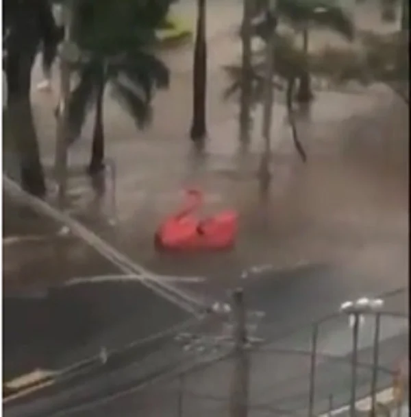 Em meio a fortes chuvas, ‘Patinhos’ do Lago das Rosas ‘passeiam’ pela Avenida Anhanguera 