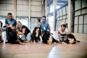 Encontro de Bernese e Cãominhada prometem muita interação ao público (Foto divulgação).