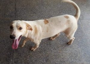 Cães e gatos aguardam lar responsável durante o evento "Adota Pet" (Foto divulgação).