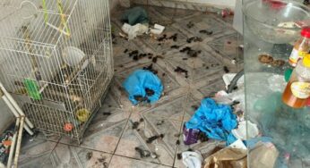 PC prende mulher que mantinha cães, gato e jabutis em situação de maus tratos, em Goiânia 