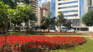 Paisagismo pode alcançar 300 canteiros em Goiânia, nos próximos dias (Foto Luciano Magalhães).