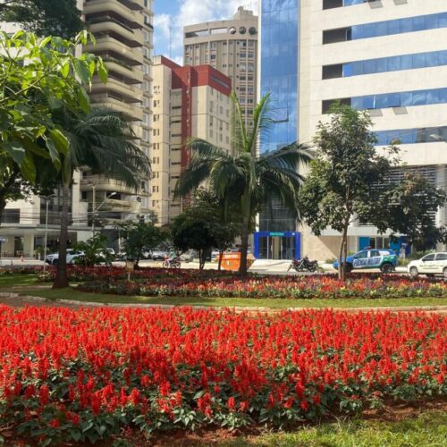 Paisagismo pode alcançar 300 canteiros em Goiânia, nos próximos dias (Foto Luciano Magalhães).