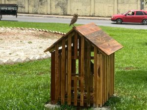 Prefeitura de Goiânia prevê o total de 40 abrigos para corujas buraqueiras (Foto Luciano Magalhães Comurg).