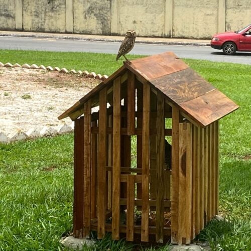 Prefeitura de Goiânia prevê o total de 40 abrigos para corujas buraqueiras (Foto Luciano Magalhães Comurg).