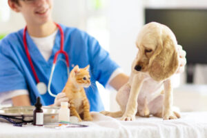 Veterinário. Foto: Pixabay