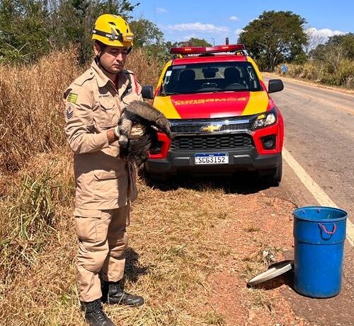 Corpo de Bombeiros resgata filhote de Tamanduá (Foto CBMGO).