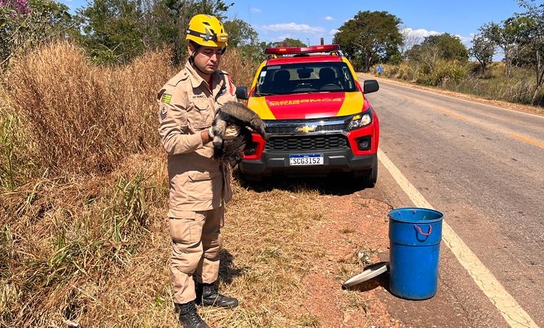 Corpo de Bombeiros resgata filhote de Tamanduá (Foto CBMGO).