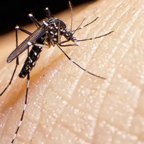 Rede_privada_terá_vacina_contra_todos_os_sorotipos_da_dengue_na_próxima_semana_(1)