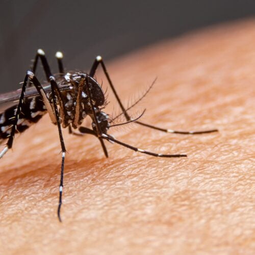 Rede_privada_terá_vacina_contra_todos_os_sorotipos_da_dengue_na_próxima_semana_(2)