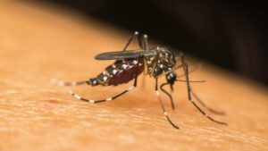 Rede_privada_terá_vacina_contra_todos_os_sorotipos_da_dengue_na_próxima_semana_(3)