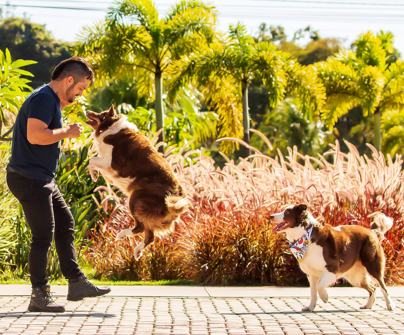 Dog’s Day terá programação especial para familiares e animais