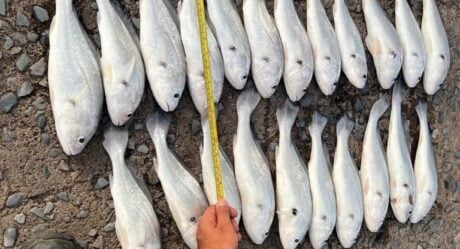 Em duas semanas, multas por pesca ilegal em Aruanã passam de R$ 63 mil, diz Semad