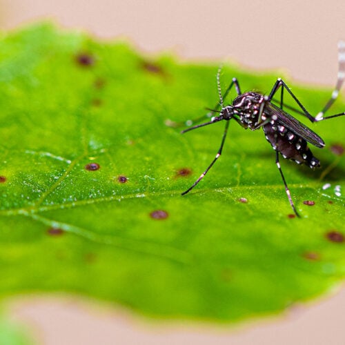 óbitos por dengue