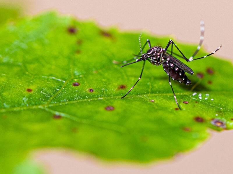 óbitos por dengue